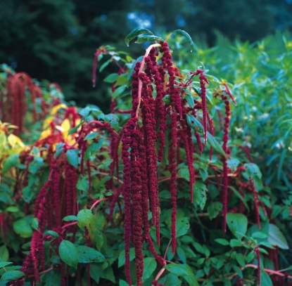 Picture of Amaranthus - Caudatus
